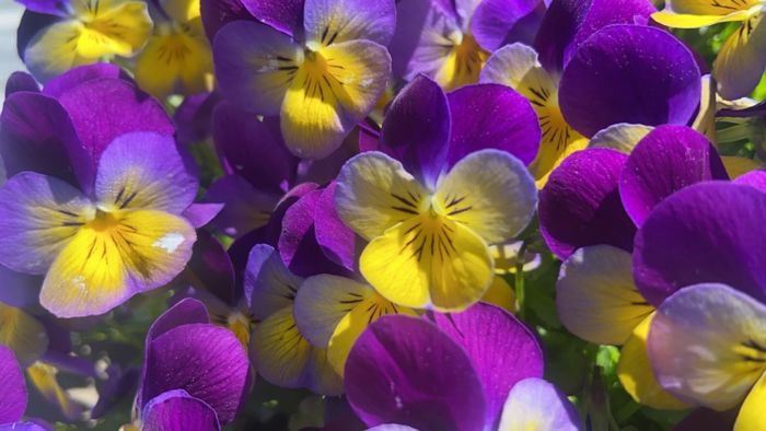 Nærbilete av Stemorsblomstra i gul og lilla farge
